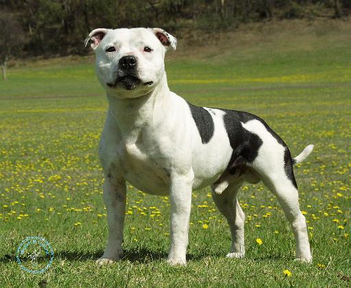 Staffordshire Bull Terrier 9F46D-14.JPG